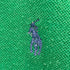 ポロバイラルフローレン Polo by RALPH LAUREN スモールポニー ロゴ刺繍ポロシャツ レディース import:M
