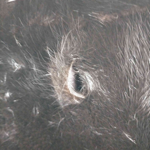 MG Sable FUR ミンクファーコート レディース