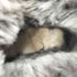 アグオーストラリア UGG Australia BAILEY BUTTON シープスキン ブーツ レディース JPN:23