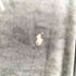 ポロラルフローレン POLO RALPH LAUREN スモールポニー刺繍 ベロアパーカー メンズ JPN:L