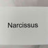 ナルシス NARCISSUS チュールトップ レディース ONE SIZE