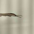 Taro Washimi L FLIGHT FEATHER 02 SV925 メンズ