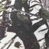 エフエーティー FAT L/Sカットソー ツリーカモ メンズ TITCH