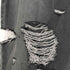 キャンディストリッパー Candy Stripper 24SS DAMAGE LAYERED DENIM PANTS レディース JPN:2