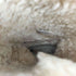 アグオーストラリア UGG Australia Bailey Button Triplet レディース JPN:24