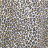 シュプリーム Supreme 19SS Leopard Tagless Tees レオパード タグレス Tシャツ メンズ import:XL