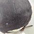 シュプリーム Supreme 24SS Painted Camp Cap メンズ ONE SIZE
