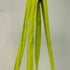 モマ MOMA Chris Ofili TOTE レディース
