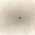 ラグアジェム LAGUA GEM 24SS DOT LETTERING T-SHIRT レディース FREE