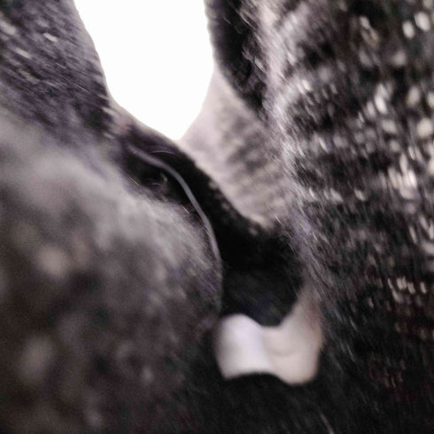 シュガーヒル SUGARHILL PLATING KNIT BALACLAVA プレーティング ニット バラクラバ メンズ