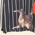 プレジャーズ PLEASURES Against Jersey アゲーンスト ジャージ ロングスリーブ Tシャツ メンズ import:M
