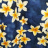 royal hawaiian creations コットンアロハシャツ メンズ JPN:L