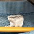カレッジパシフィック Collegiate Pacific 80s プリントラグランスウェットシャツ メンズ