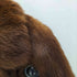 GENUINE FUR ファー ジャケット レディース