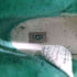 アグ UGG CLASSIC CLEAR MINI レディース JPN:24.5