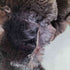 fur jacket ファージャケット レディース