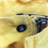 チャップス CHAPS 比翼 ジップアップ マウンテン パーカー メンズ import:S