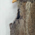 fur vest ファーベスト レディース