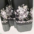 アクシーズファム axes femme ローズブーケ柄ワンピース レディース JPN:M