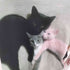 Ashrey williams kitten trio baby tee レディース S
