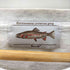 Brook Two Fish Logo S/S Tee 魚 フィッシュ プリント ボックス Tシャツ Environmental Protection 霜降り メンズ